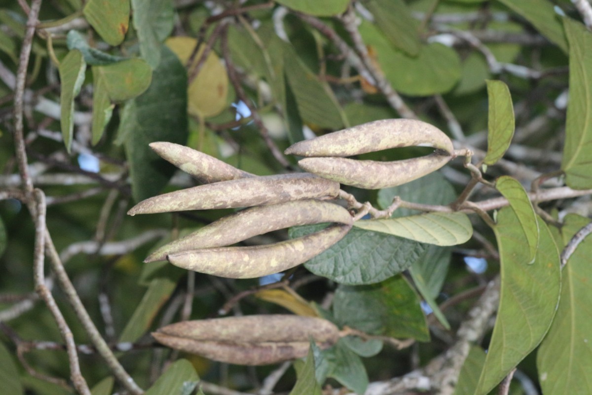 Chonemorpha fragrans (Moon) Alston